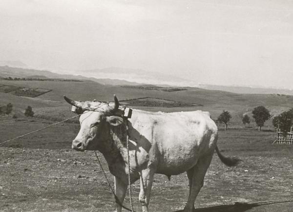ecran