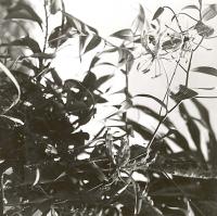 Voir l'image en grand