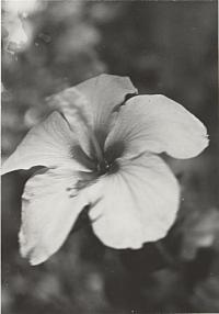 Voir l'image en grand